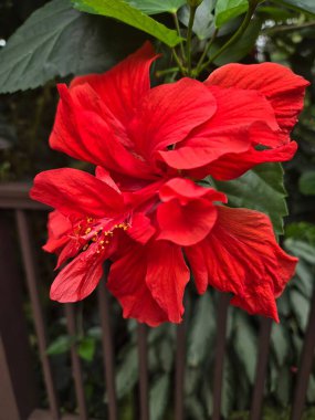 Bahçedeki kırmızı amber çiçeği