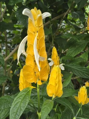 Açık havada büyüyen çiçeklerin kapatılması, gündüz konsepti