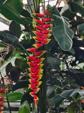 Güzel botanik fotoğrafı, doğal duvar kağıdı.