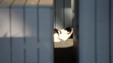 Gölgeler ve geometrik çizgilerle çerçevelenmiş bir parça güneş ışığında huzur içinde dinlenen sevimli siyah beyaz kedi. Rahat, sakin bir atmosfer, sakin ve sevimli bir rahatlama anı.. 