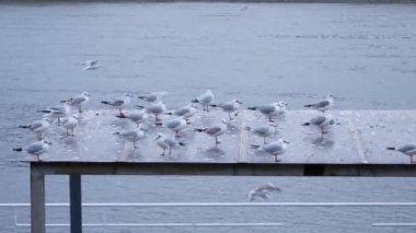 Martılar bir platforma tünemiş ve kışın nehir kenarındaki korkuluklar kentsel bir çevrede..