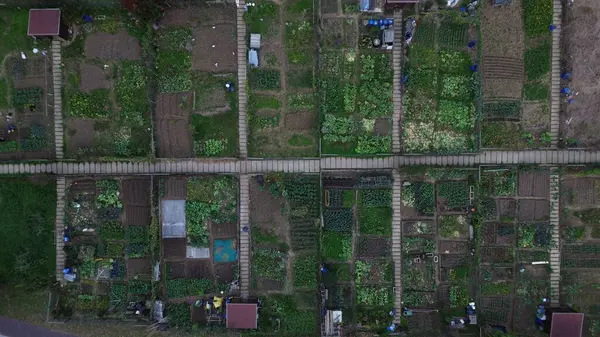 Sebze bahçeleri. Şehir parkında. Yukarıdan.