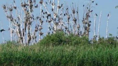Ağaçlara tünemiş bir karabatak sürüsü nehirdeki çalılıkların arasında..