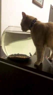 Bir kedi akvaryumdan su içerken balıklar içeri yüzer. Dikey video.