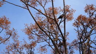 Bir Melia Azedarach dalına tüneyen siyah kuş, mavi bir gökyüzünün arkaplanına karşı küçük sarımsı meyveleri gagalıyor. Dallar geniş, karmaşık ve doğal bileşime yayılmış..