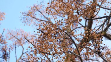 Chinaberry ağacının çıplak dalları, Melia azedarach küçük sarı meyvelerle kaplı. Açık mavi gökyüzü. Dal üzerinde sallanan kurumuş meyvelerin yakın çekimi. Sonbahar sonu ya da kış mevsimi..