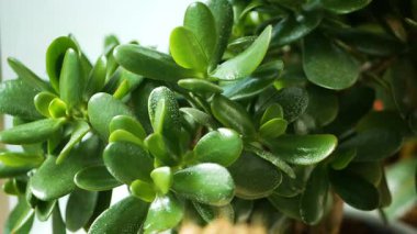 Yeşim bitkisinin (Crassula ovata) yemyeşil yapraklı yakın çekimi. Popüler lezzet, para ağacı, genellikle refah ve iyi talih ile ilişkilendirilir.. 