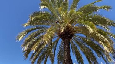 Güneşli bir günde, uzun bir palmiye ağacının altında süzülerek açık mavi gökyüzüne doğru uzanan yaprakların zarif hareketlerini yakalar..