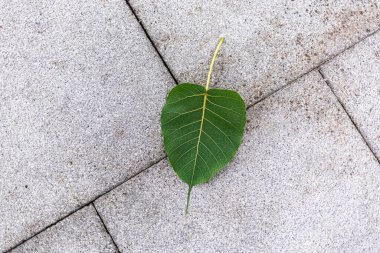 Yeşil yaprak ve arkaplan manzarası. Düzlük, karanlık doğa konsepti, tropikal yaprak