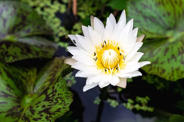 Gros Plan Fleur Lotus Avec Essaim Abeilles Belle Fleur Lotus — Photo