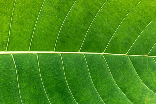 Closeup Nature View Green Leaf Palms Background Flat Lay Dark — Stockfoto