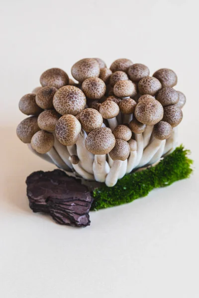 Cluster Fresh Brown Shimeji Mushrooms Close Shimeji Mushrooms Light Background — Stock Photo, Image