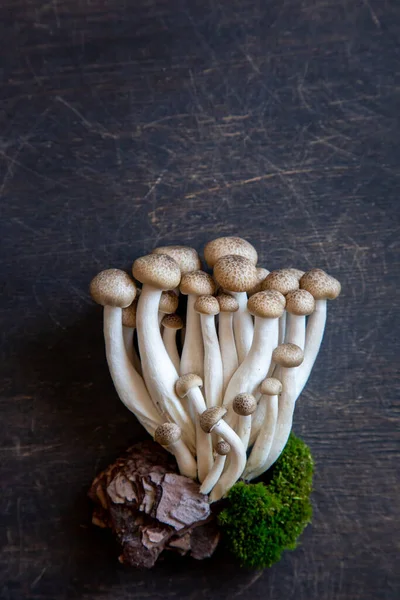 Cluster Fresh Brown Shimeji Mushrooms Close Shimeji Mushrooms Wooden Background — Stock Photo, Image