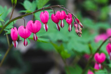 Dicentra Spectabilis (Lamprocapnos) - kanayan kalp. Asyalı kanayan kalp. Bahçede çiçek açan Dicentra formozası, doğa çiçekli arka plan..