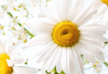 Beyaz papatya çiçeği. Yaratıcı yaşam tarzı, yaz, bahar konsepti. Boşluğu kopyala, düz yat, üst görünüm