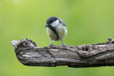 Great tit, Parus major. great tit in the natural environment, on a branch
