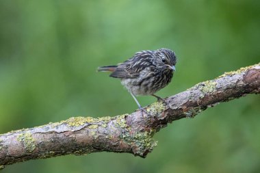 Young Common Redstart, Phoenicurus phoenicurus. a beautiful bird in the natural environment