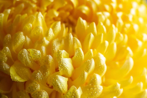 크라이산트 가벼운 Chrysanthemum — 스톡 사진