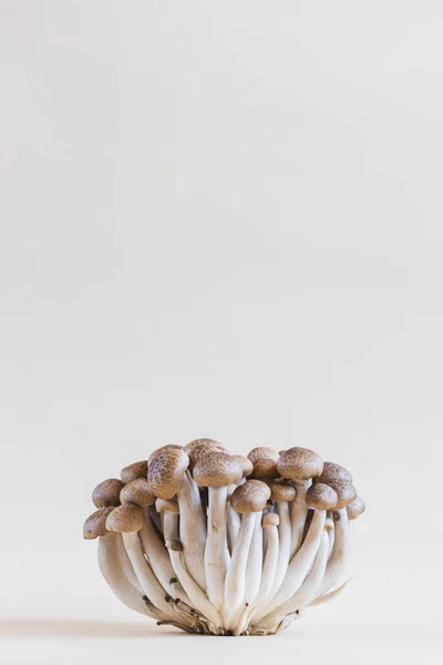 Cluster Fresh Brown Shimeji Mushrooms Close Shimeji Mushrooms Light Background — Stock Photo, Image