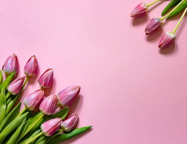 Pembe arka planda bir buket pembe lale. Anneler günü, sevgililer günü, doğum günü kutlaması konsepti. Boşluğu kopyala