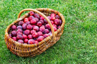 Yeşil çimlerin üzerinde taze erik sepeti.