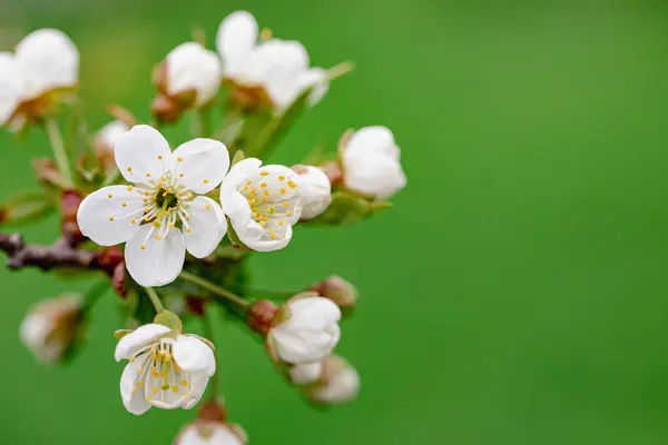 Witte Mooie Bloemen Fruitboom Verbazingwekkende Lentebloesem Boom Takken Met Prachtige Rechtenvrije Stockafbeeldingen