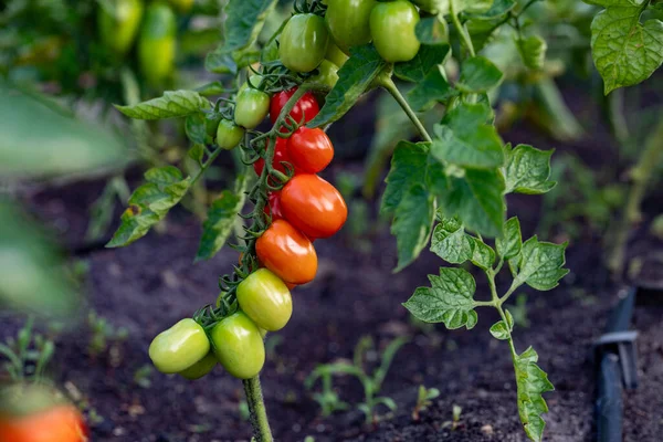 Belos Tomates Cereja Maduros Vermelhos Cultivados Uma Estufa Close Ramo Fotografias De Stock Royalty-Free