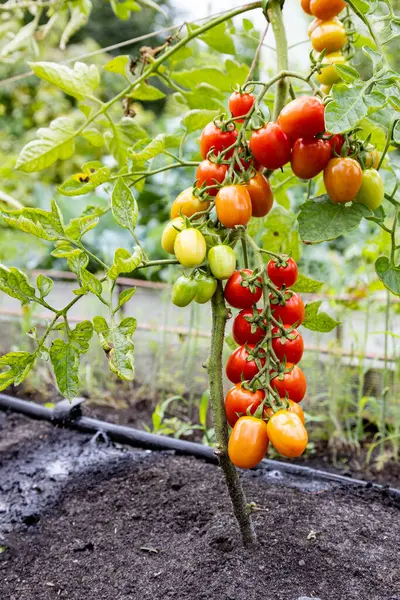 Piękne Czerwone Dojrzałe Pomidory Wiśniowe Uprawiane Szklarni Zbliżenie Gałęzi Pomidorami Zdjęcia Stockowe bez tantiem
