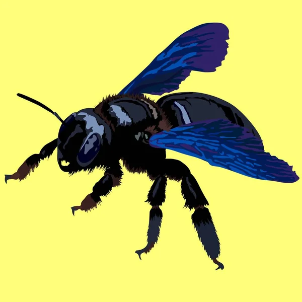 Violet Carpenter Μέλισσα Xylocopa Βιολιά Ευρώπη Αυστρία Σκαθάρι Έντομο Μπάμπλμπι — Διανυσματικό Αρχείο