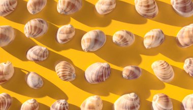 Sarılı deniz kabukları ve grafik görünüm.