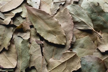 Saha yapraklarının düz ayrıntılı görünümü