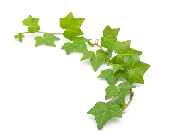 Kaliforniya sarmaşıkları beyazları kesiyor