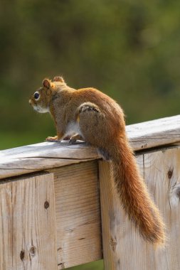 Veranda korkuluklarına tünemiş kırmızı sincap.