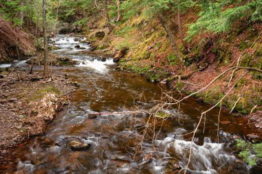 Kaya deresi ormanda sessizce akıyor.
