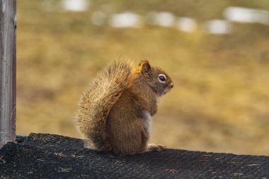 Kırsal güvertede tünemiş kırmızı sincap.