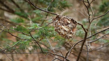 Ormanda boş kuş yuvası