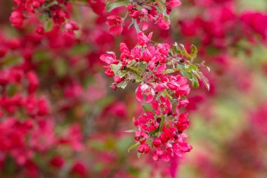 Yengeç elma ağacı kopyalama alanı ile çiçek açar