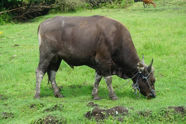 Indonesia Buffalo Walks Eat Grass Wide Field — Stock Photo, Image