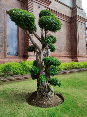 Binanın bahçesindeki büyük bonsai çam ağacı. Bonsai ağacı. Bahçe düzenlemesi için bitkiler.