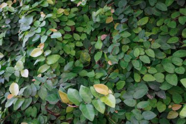 Duvara yakın plan tırmanma inciri