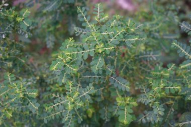 Phyllanthus amarus, yeşilimsi, yemyeşil, taze bitkileri gösteriyor. Pek çok küçük meyve, minderler boyunca sallanıyor..