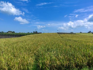 Tabanan, Bali 'deki yemyeşil pirinç tarlalarının güzelliği.