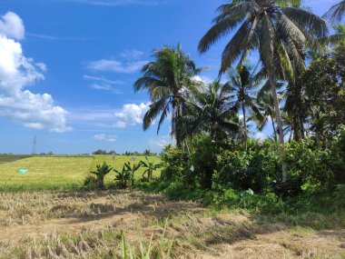 Tabanan, Bali 'deki pirinç tarlaları. Bahçeler ve mavi gökyüzü ile çevrili.