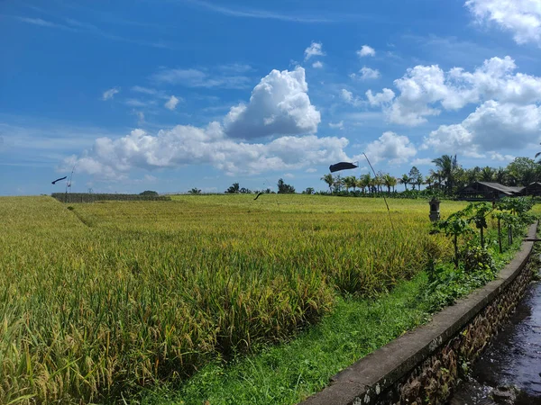 Schoonheid Van Weelderige Rijstvelden Tabanan Bali — Stockfoto