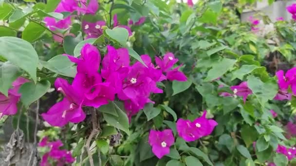Bougainvillea Glabra Lub Czerwone Kwiaty Papieru — Wideo stockowe