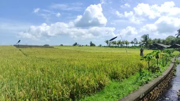 Keindahan Sawah Yang Subur Tabanan Bali — Stok Video