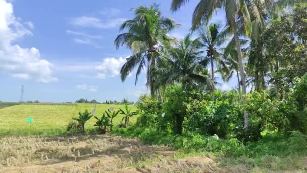 Ladang Padi Tabanan Bali Dikelilingi Oleh Kebun Kebun Dan Langit — Stok Video