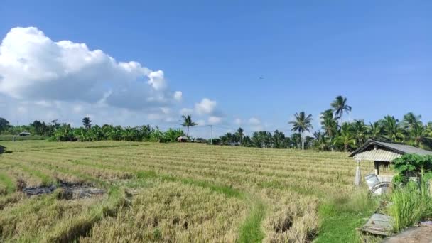 Keindahan Sawah Yang Subur Tabanan Bali — Stok Video