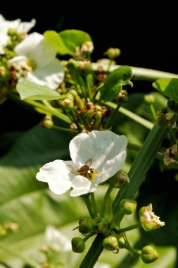 Doğa bahçesinde beyaz Echinodorus kordifolius çiçeği. Arılar çiçek yapraklarına tünemiş..