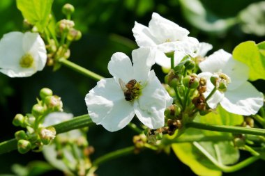 white Echinodorus cordifolius flower in nature garden. bees perch on flower petals. clipart